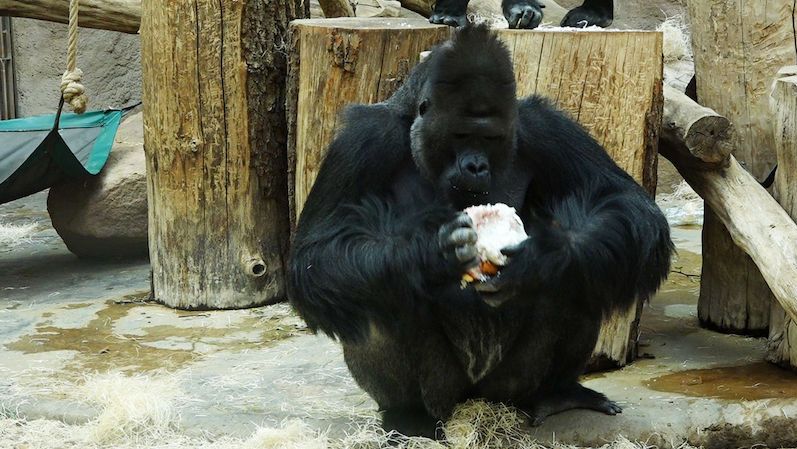 Gorilí samec Richard a lvi v pražské zoo mají koronavirus